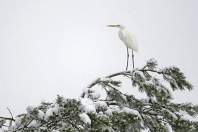 grote zilverreiger (Ardea alba) 1-2026 2574